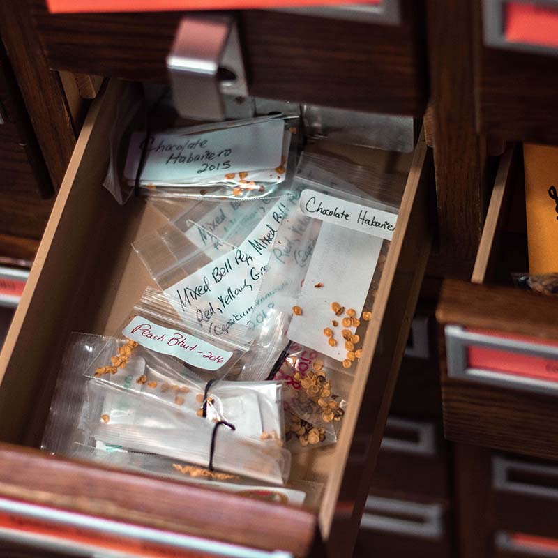 Photo of an open drawer of the seed library full of bags of seeds