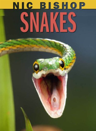 Image for Snakes