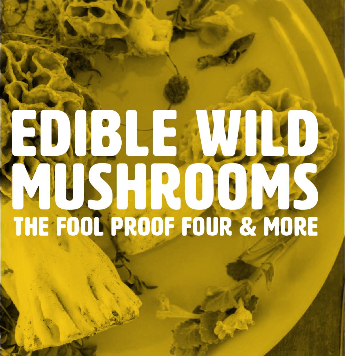 edible wild mushrooms: the fool proof four & more
